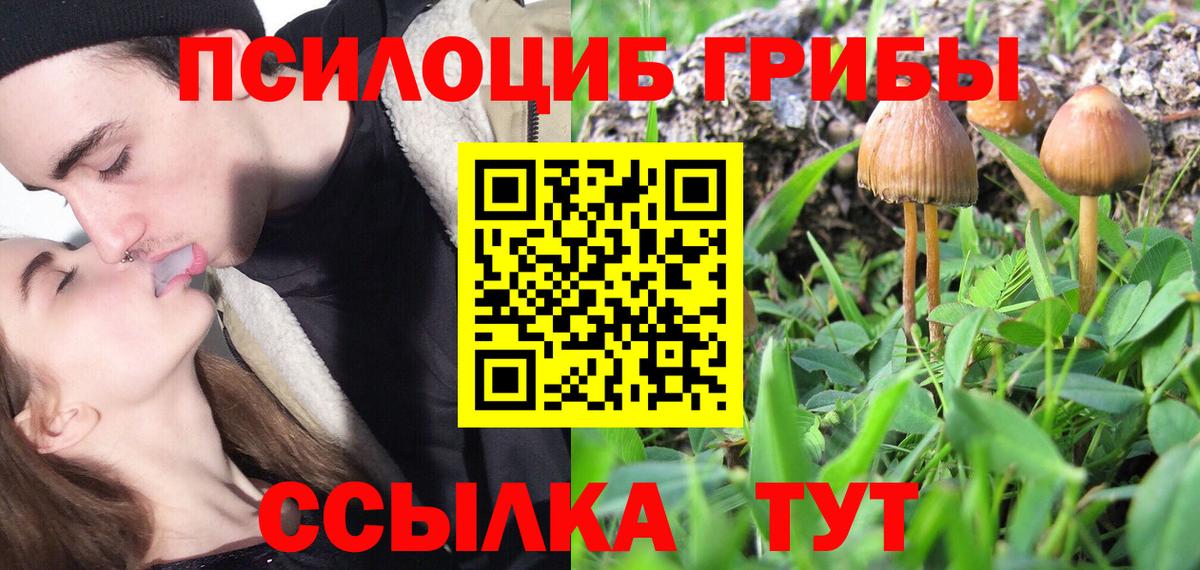 Псилоцибиновые грибы Psilocybine cubensis  Вход с VPN  Луга 